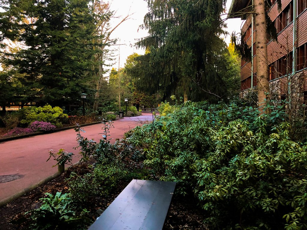 Forest area at Disney's Sequoia Lodge